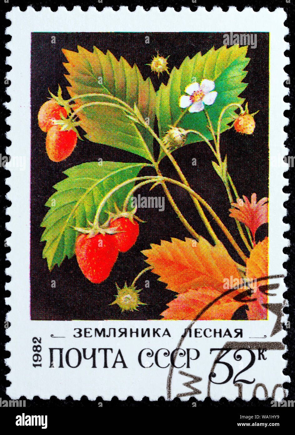 Wild strawberry, Fragaria vesca, postage stamp, Russia, USSR, 1982 Stock Photo