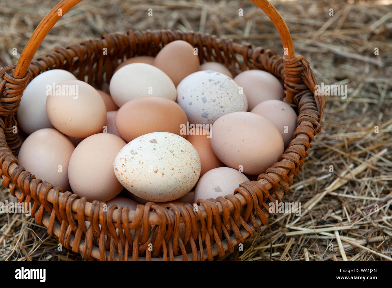 A basket of fresh mixed eggs from chickens and turkeys on a straw background Stock Photo