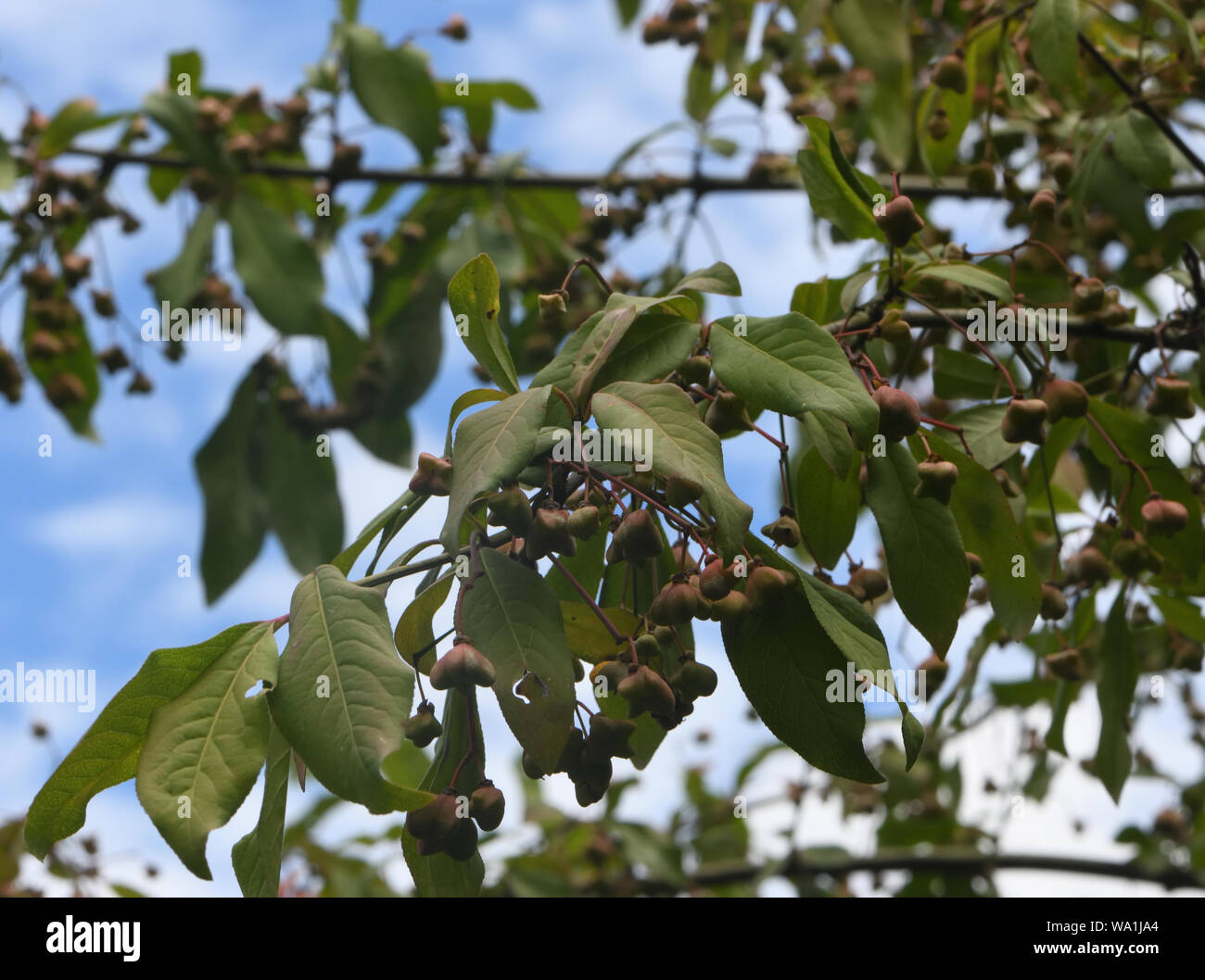 Unripe fruit of spindle (Euonymus europaea). Tonbridge, Kent. UK. Stock Photo