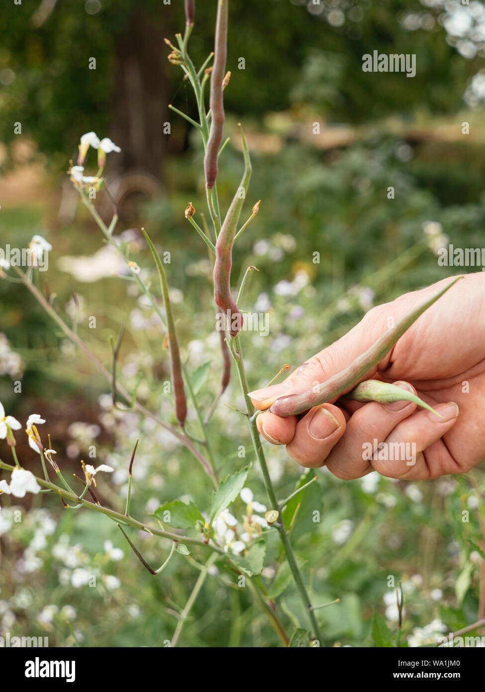 Gardener harvesting rat-tail radish (Raphanus sativus var. mougri) pods. Stock Photo