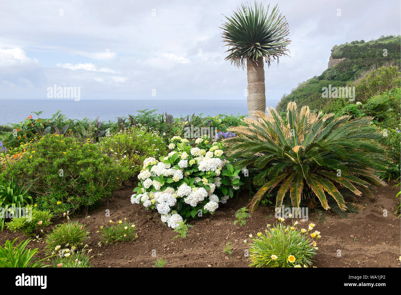 Jungle view on Flores, Azores, Portugal, Europe, Atlantic Ocean Stock Photo
