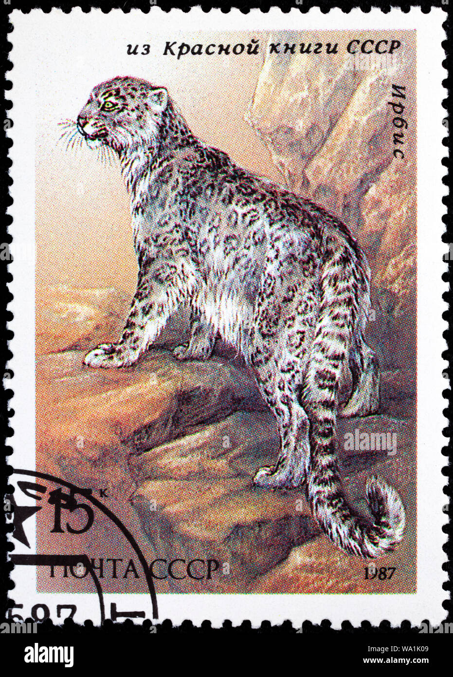 Snow leopard, Panthera uncia, postage stamp, Russia, USSR, 1987 Stock