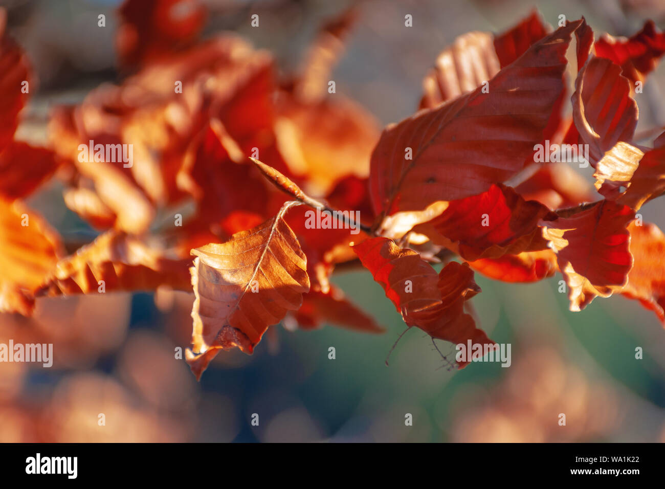reddish brown foliage of a beech tree. wonderful nature background on a sunny november day Stock Photo