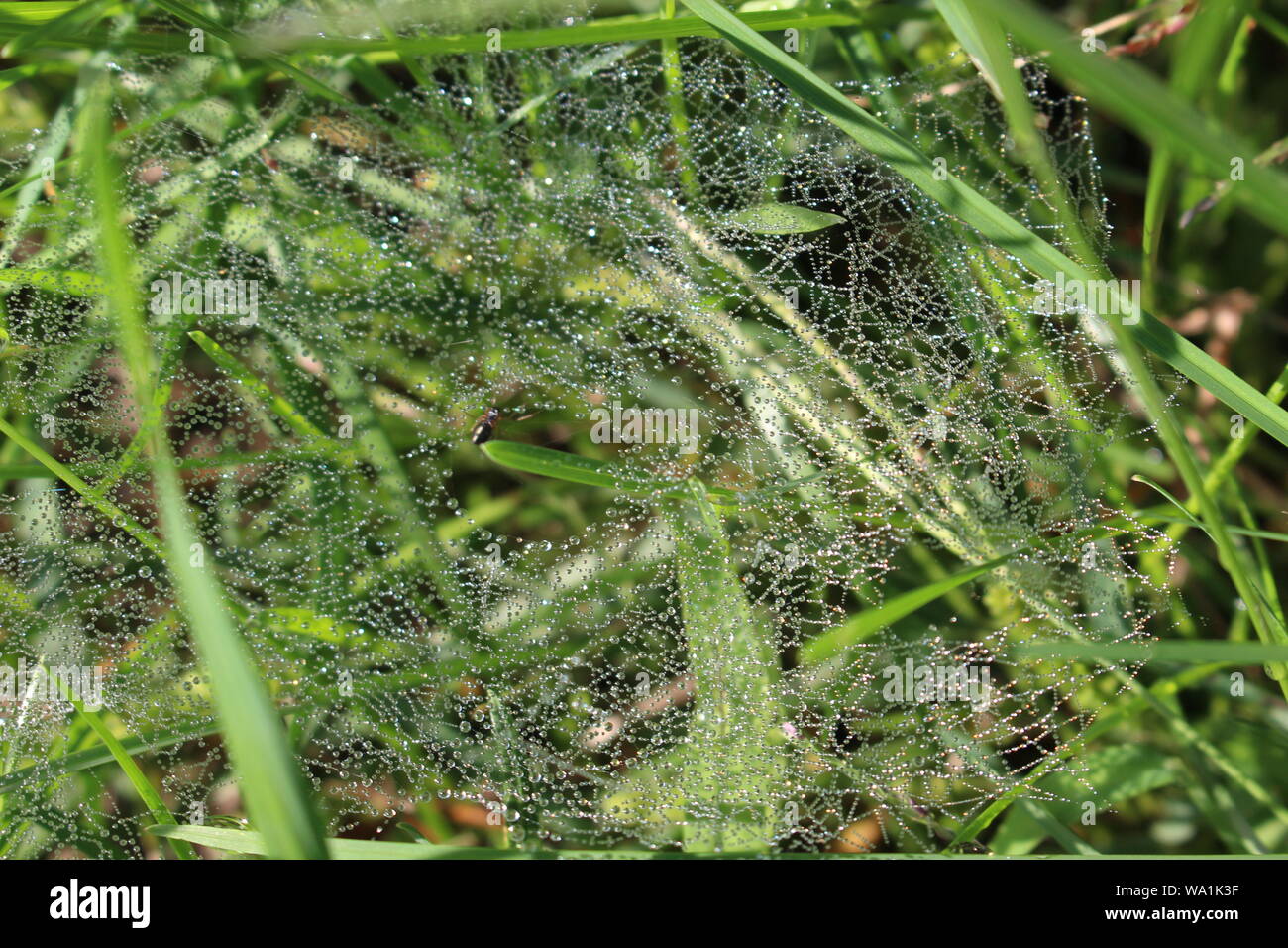Spiderweb with dew Stock Photo