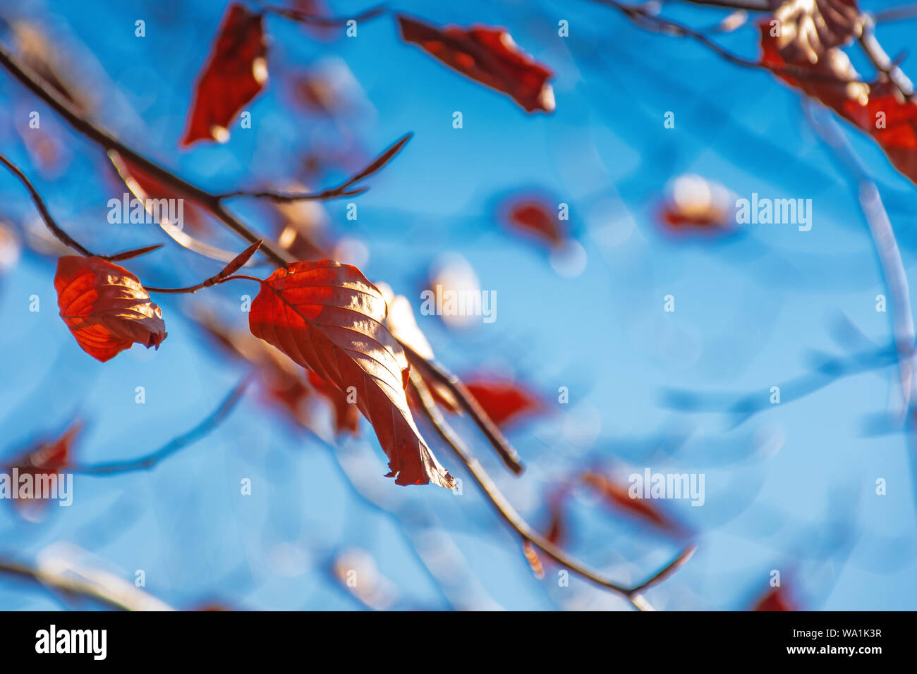 reddish brown foliage of a beech tree. wonderful nature background on a sunny november day Stock Photo