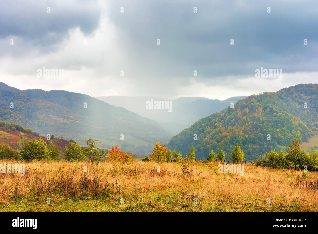 autumn rainy day in mountains. beautiful nature background. trees on ...