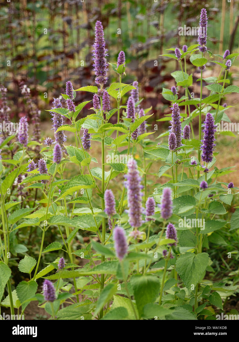Blooming Anise Hyssop plants in a herb garden Stock Photo Alamy