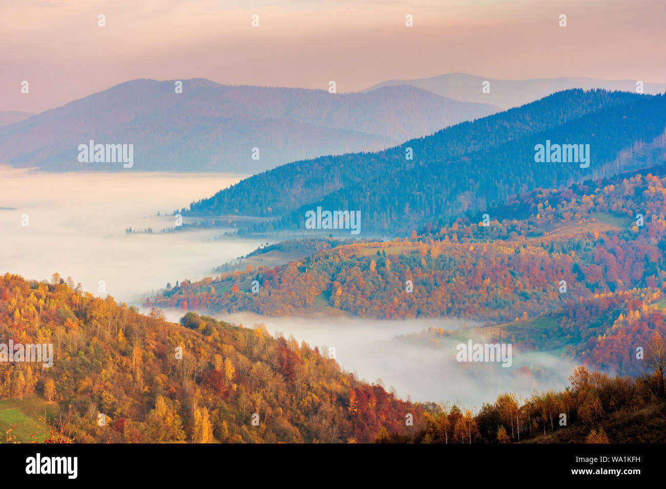 fog in the valley at sunrise. beautiful autumn scenery in mountains. forest on the hill in fall foliage. Stock Photo