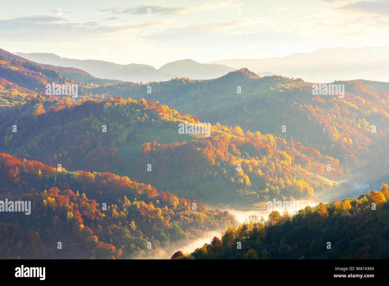 fog in the valley at sunrise. beautiful autumn scenery in mountains. forest on the hill in fall foliage. fluffy clouds on the sky Stock Photo