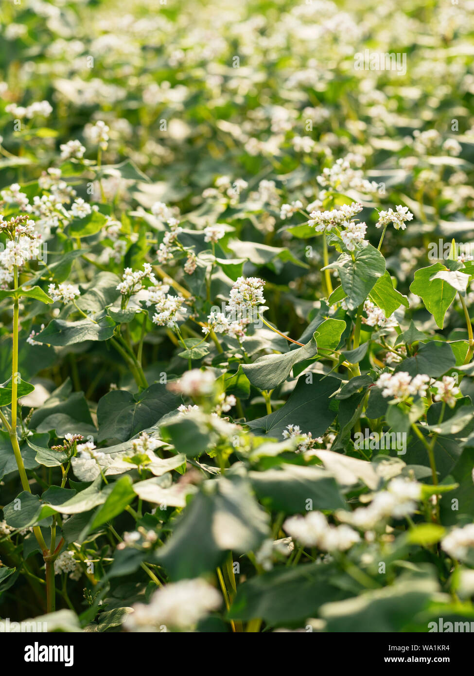 Blooming Buckwheat As Green Manure And Cover Crop In An Organic