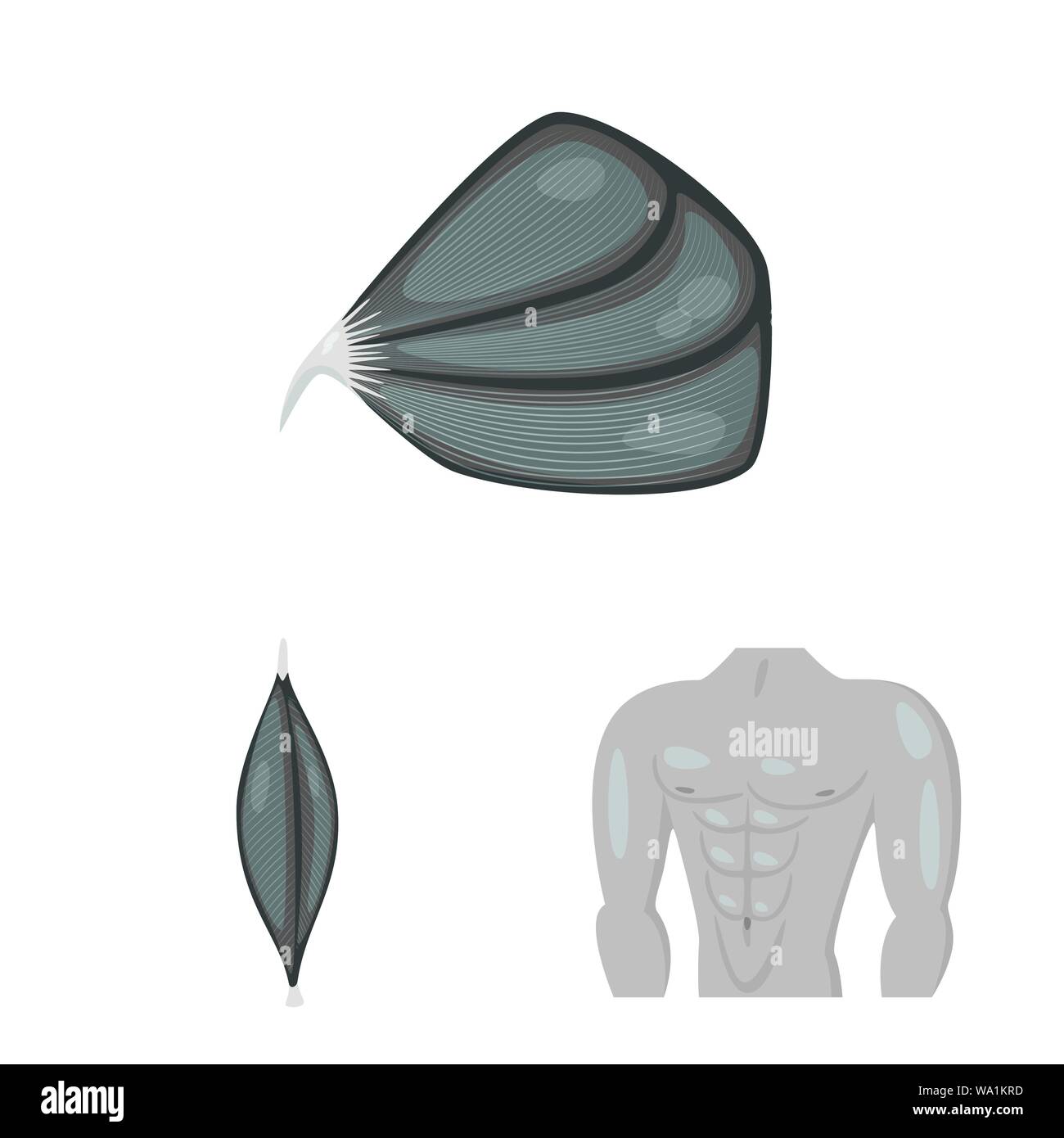 Vector illustration of human and body icon. Set of human and cells ...