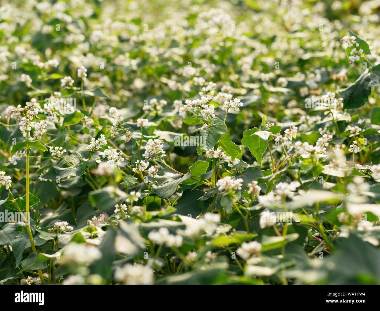 Blooming buckwheat as green manure and cover crop in an organic