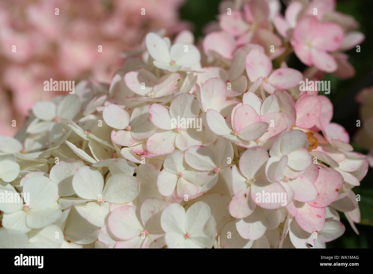 weiß rosa farbene Makro Hortensienblüten Stock Photo