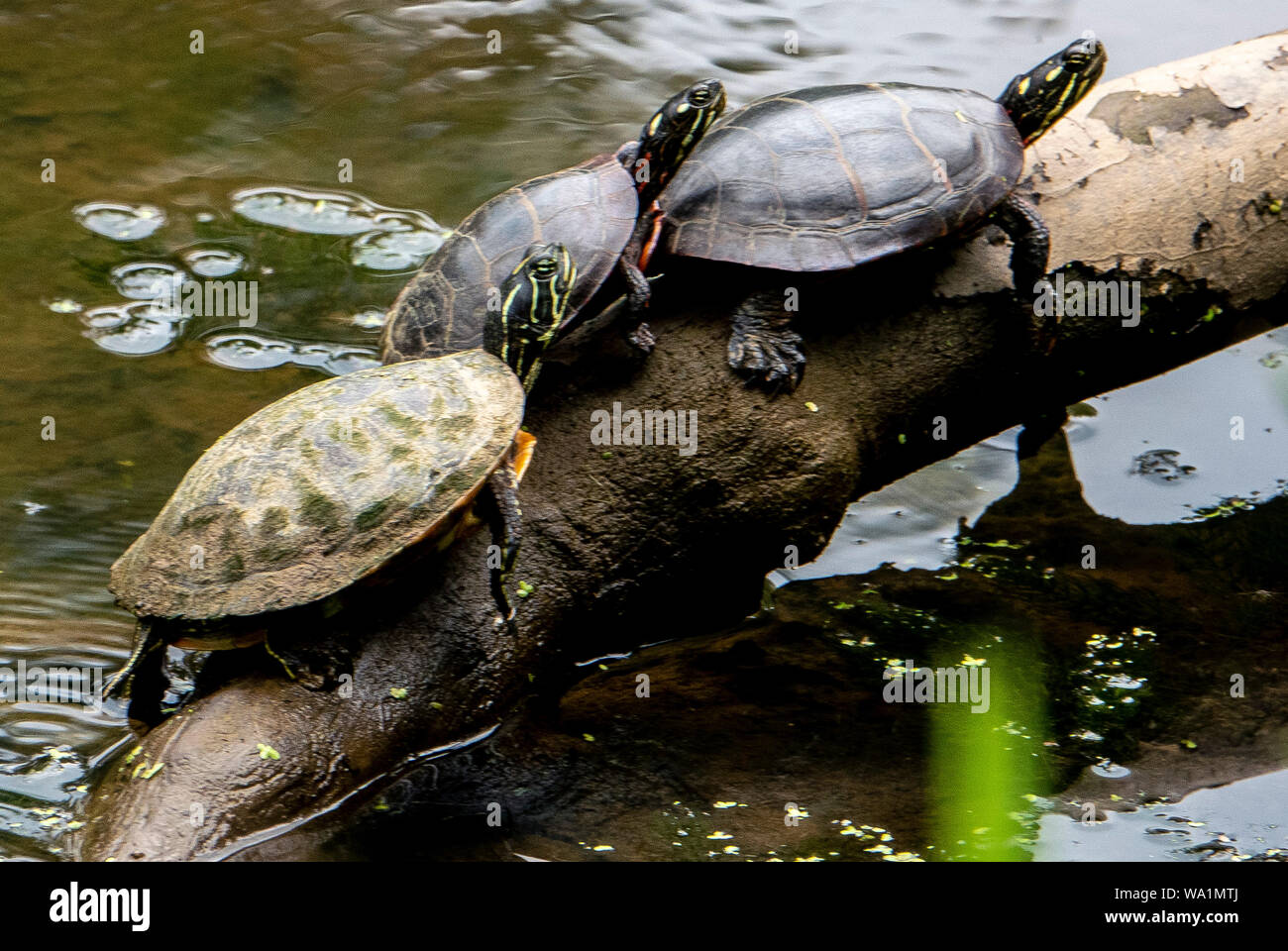 On a log Stock Photo