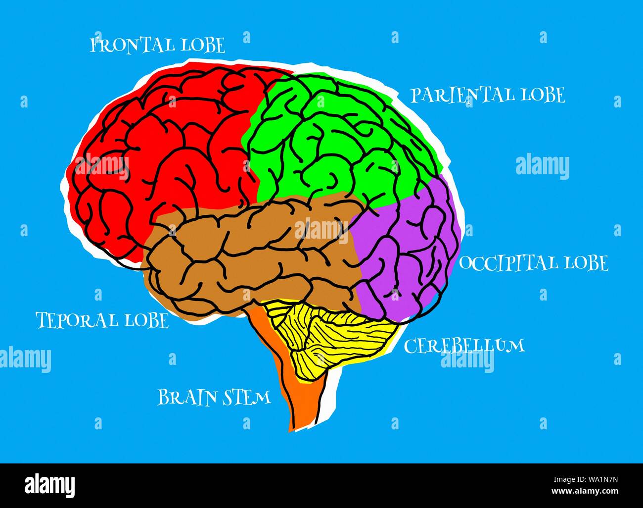 Lobes of the human brain, illustration. Stock Photo