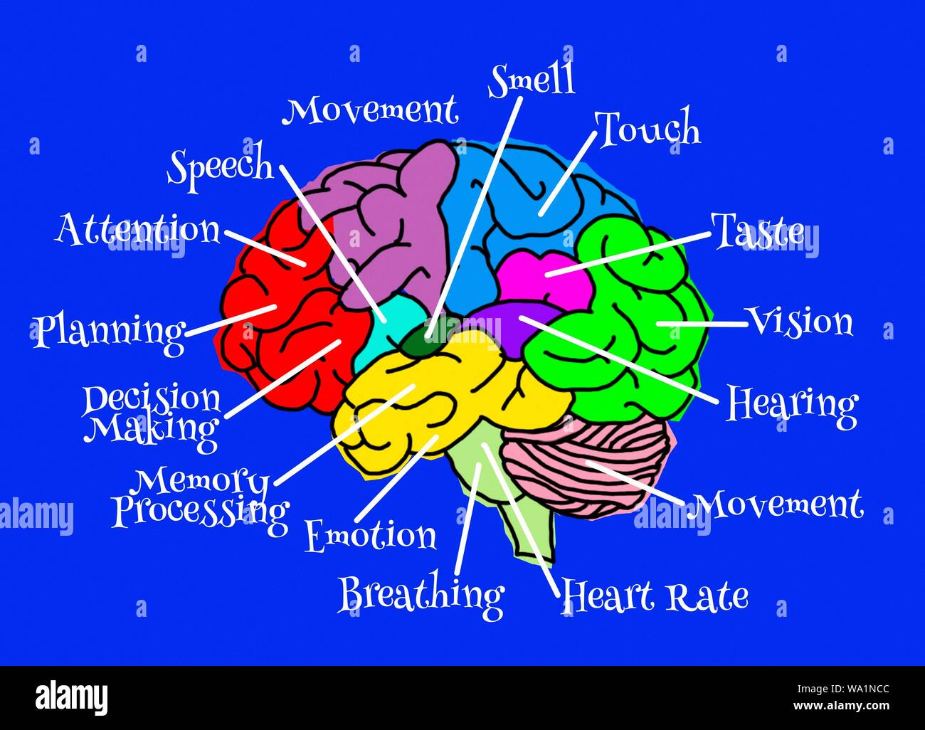 Lobes of the human brain and their various functions, illustration. Stock Photo