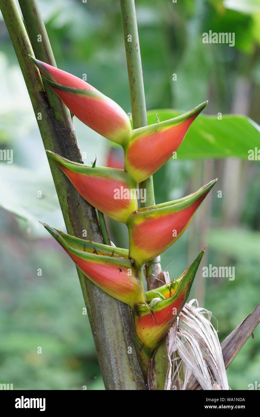 Heliconia rostrata also known as the hanging lobster claw or false bird of paradise. Stock Photo