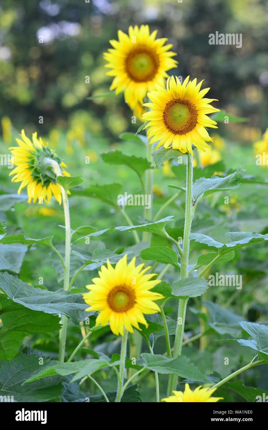 Beautiful yellow Sunflowers standing tall in the field Stock Photo Alamy