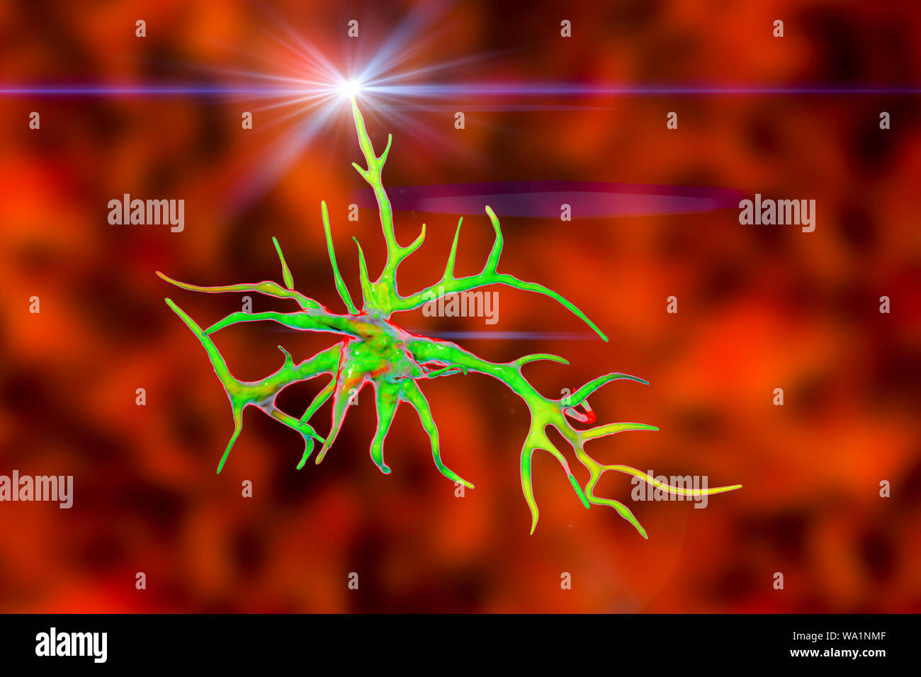 Computer artwork of a nerve cell hires stock photography and images