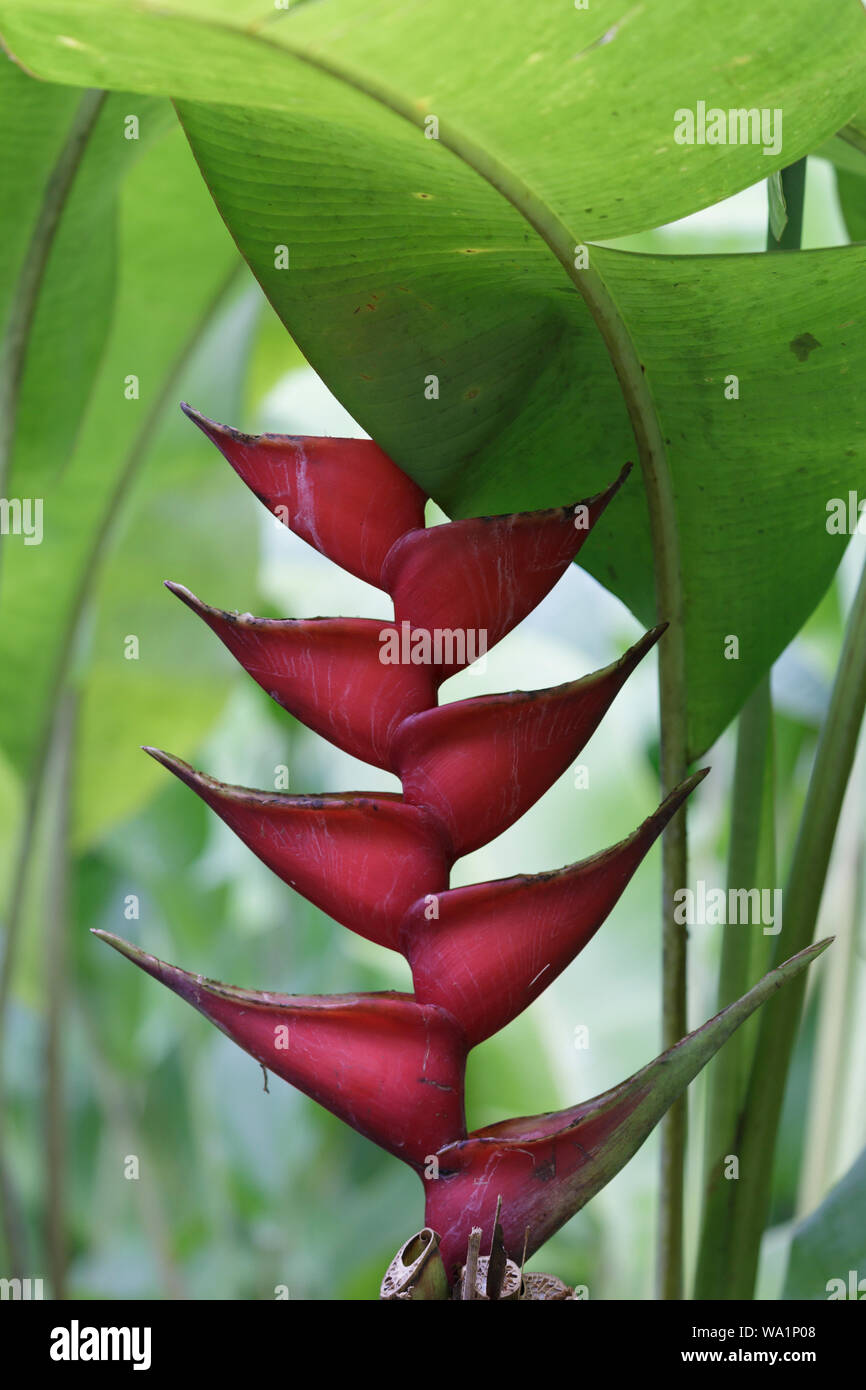 Heliconia rostrata also known as the hanging lobster claw or false bird of paradise. Stock Photo