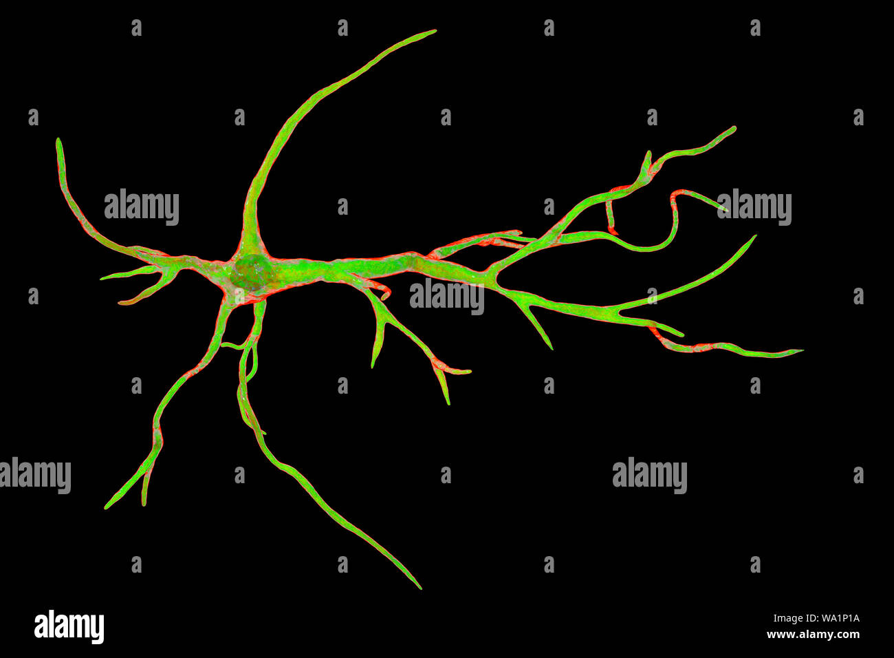 Astrocyte nerve cells, computer illustration. Astrocytes are a type of