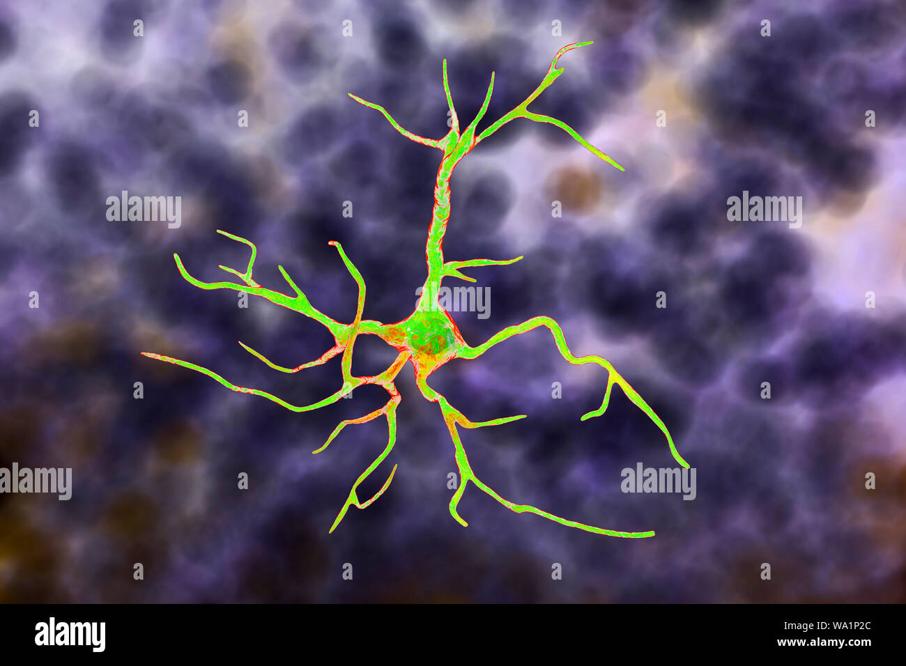 Glial cell hires stock photography and images Alamy