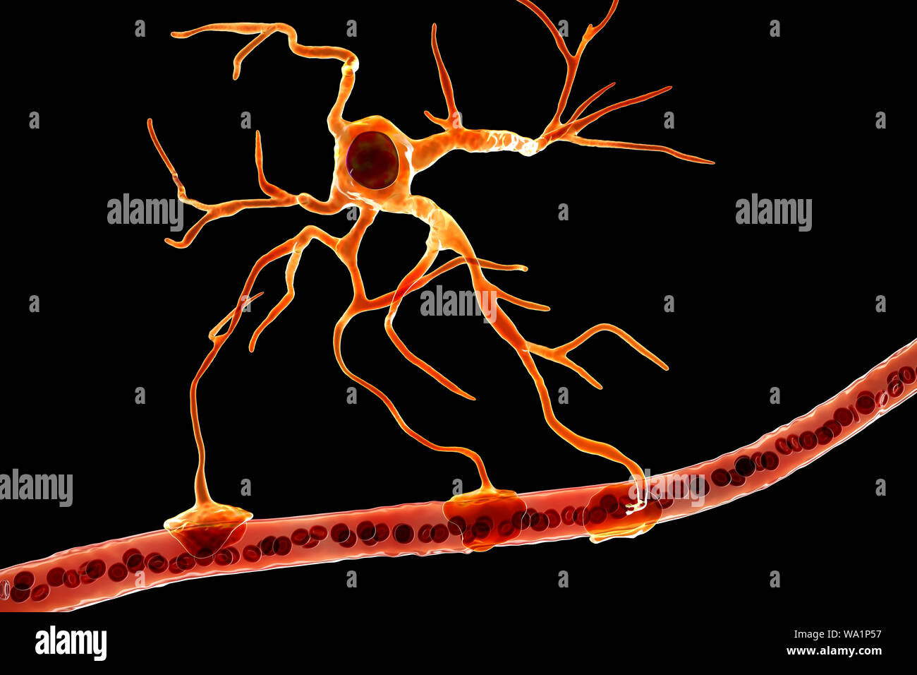 Astrocyte and blood vessel, computer illustration. Astrocytes, brain