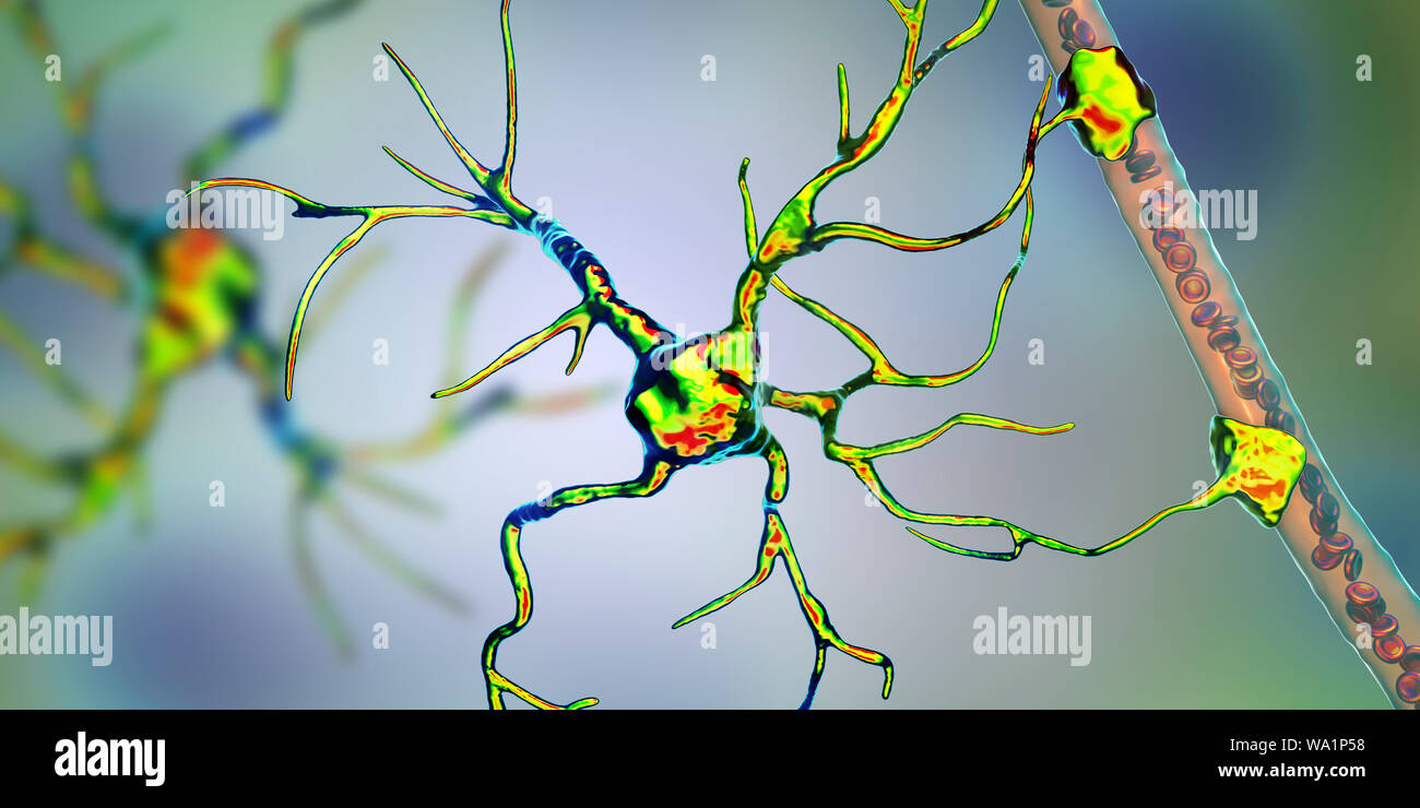 Astrocyte and blood vessel, computer illustration. Astrocytes, brain glial cells, also known as astroglia, connect neuronal cells to blood vessels and provide blood brain barrier. Stock Photo