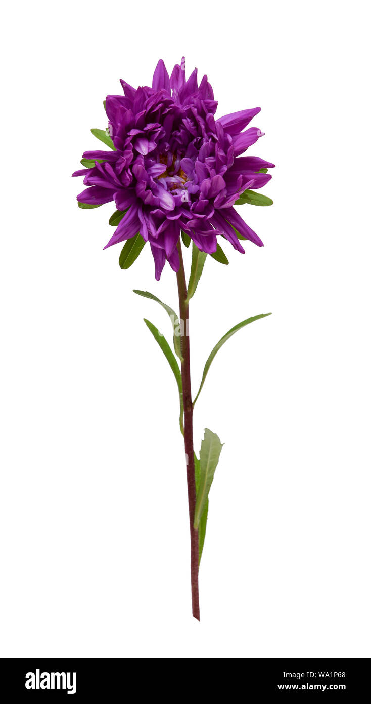 purple Aster isolated on white background front closeup Stock Photo