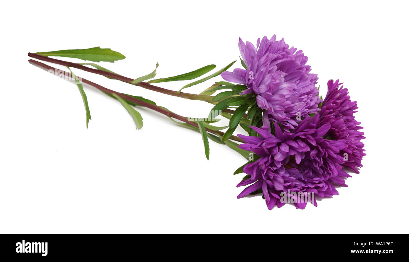 asters purple three isolated on white background closeup Stock Photo