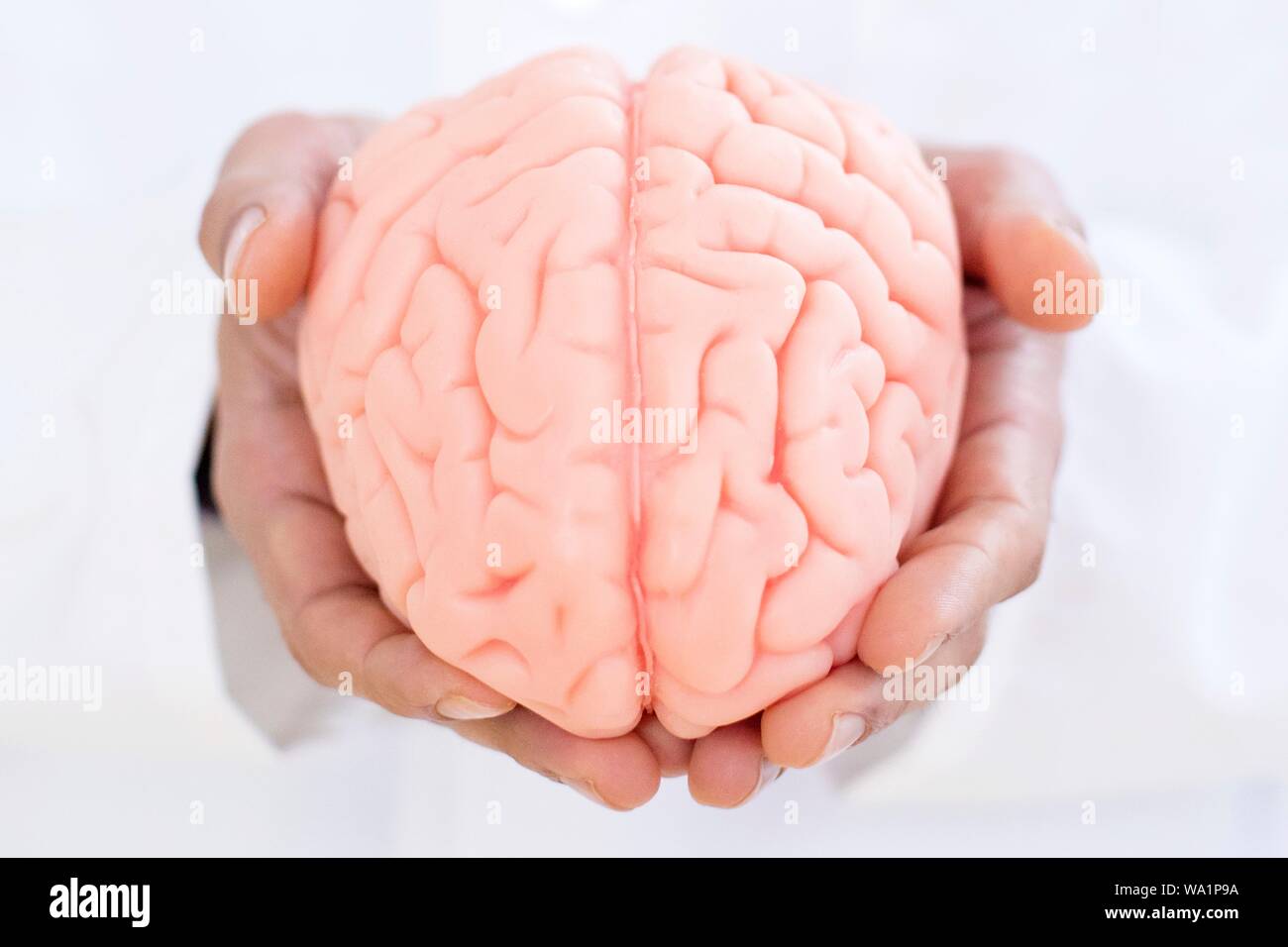 Neurologist holding brain model, close-up. Stock Photo