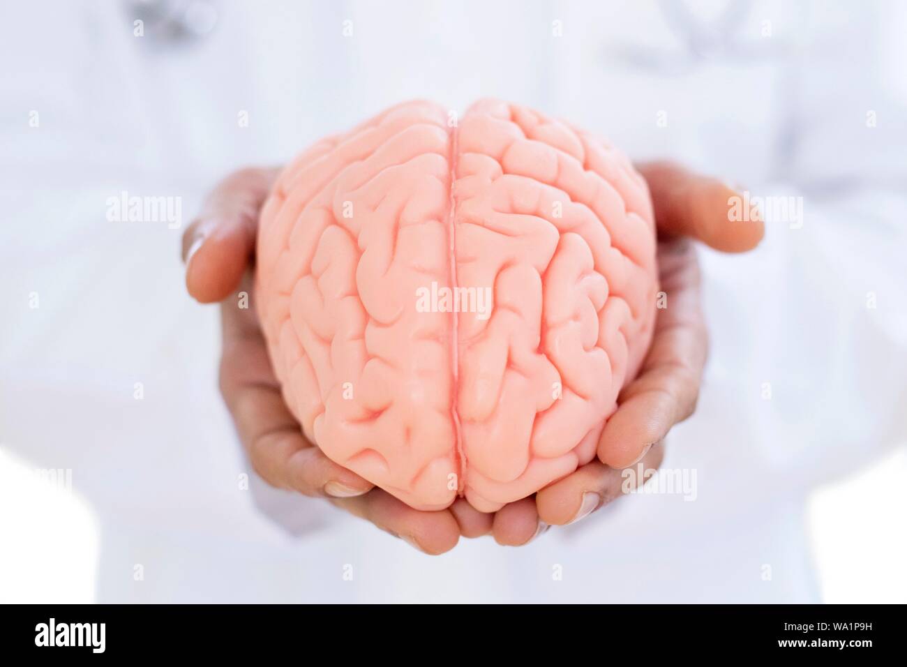 Neurologist holding brain model, close-up. Stock Photo