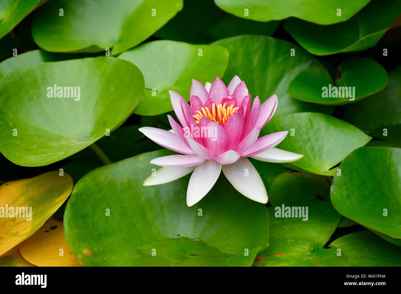 waterlily, water lily Stock Photo