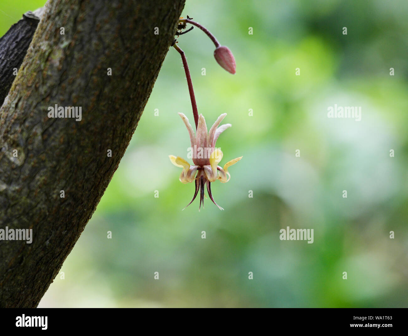 Cocoa tree flower hires stock photography and images Alamy