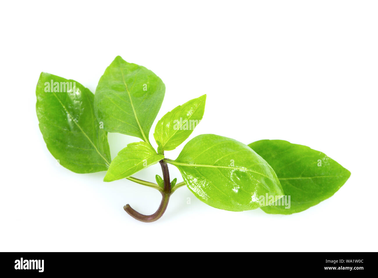 Fresh thai basil leaves isolated on white background Stock Photo Alamy