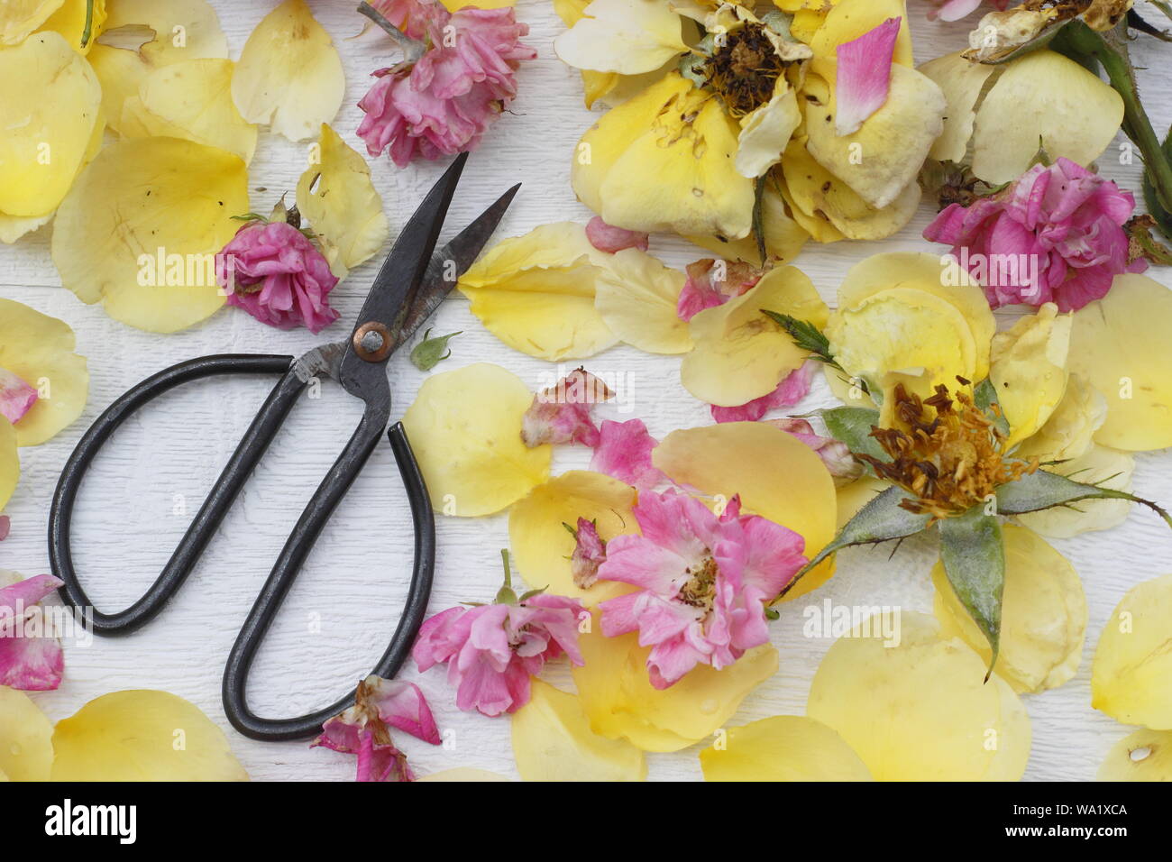 Rosa. Spent rose blossoms removed to prolong flowering - summer. UK Stock Photo