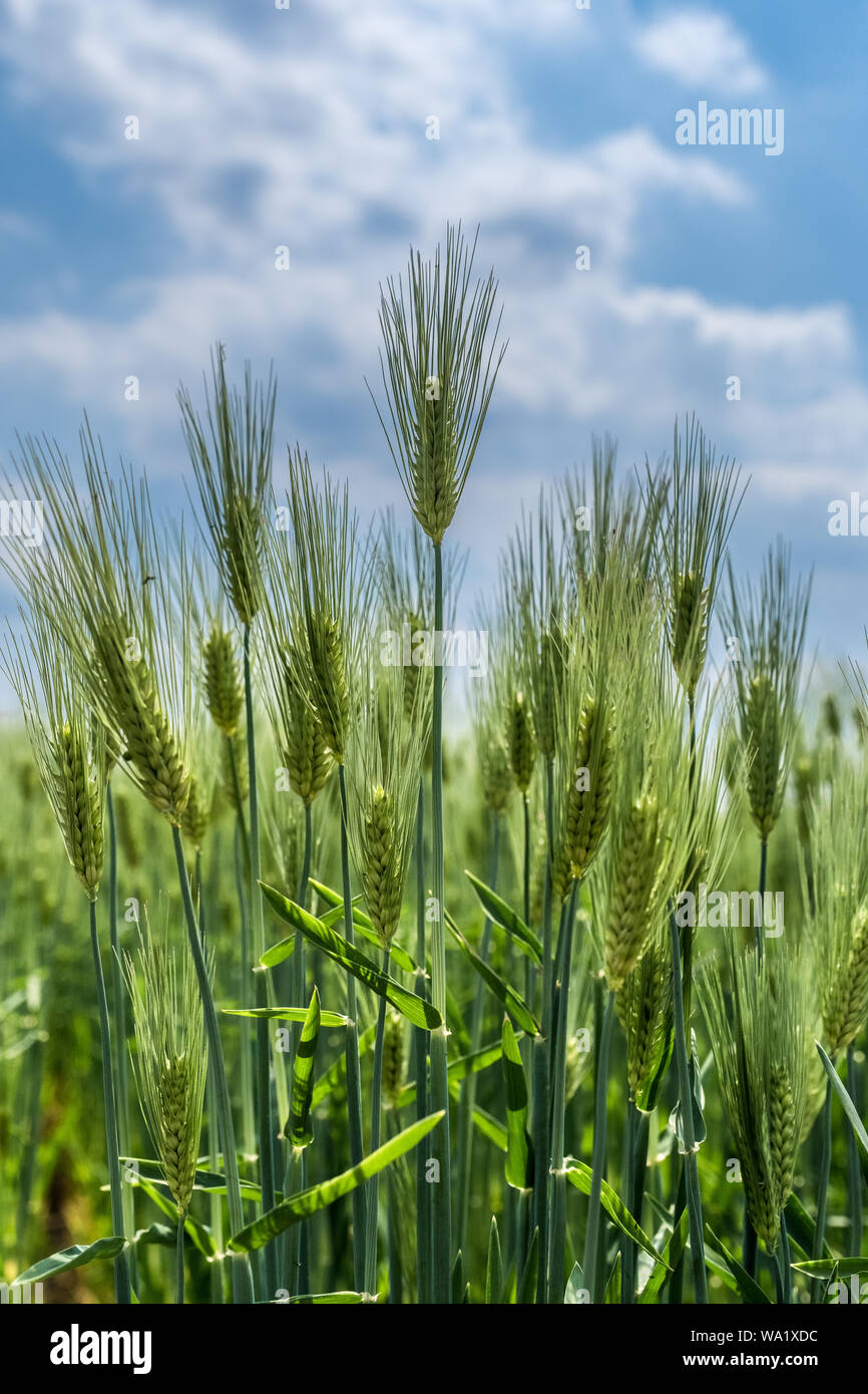 Bright green barley with blue background and room for copy Stock Photo