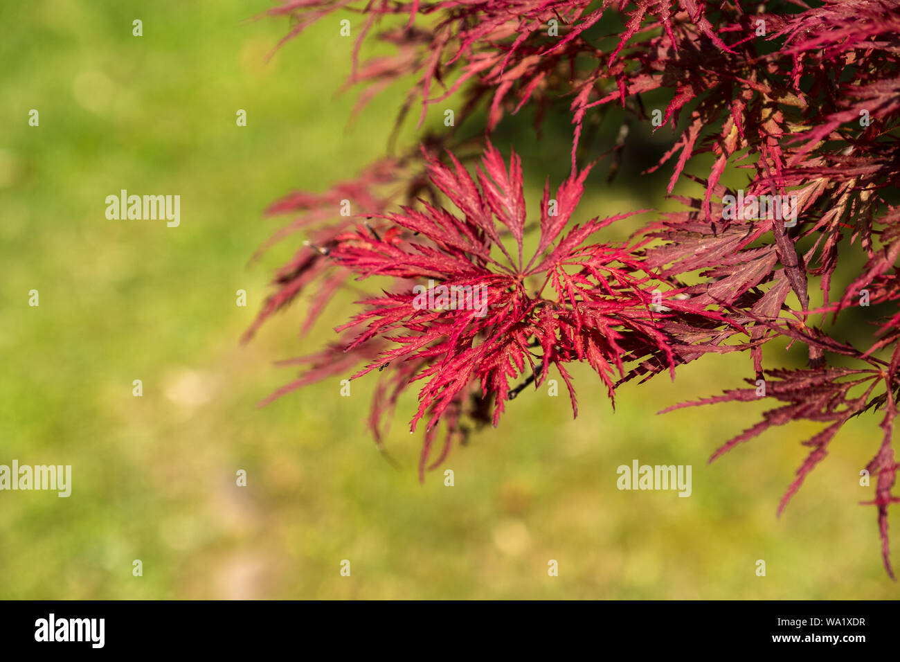 Japanese red maple with a green backround, room for copy Stock Photo