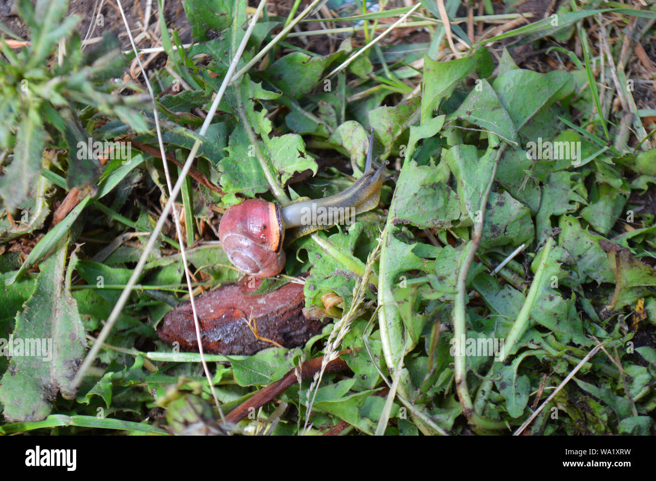 A snail having a stroll in the compost Stock Photo Alamy