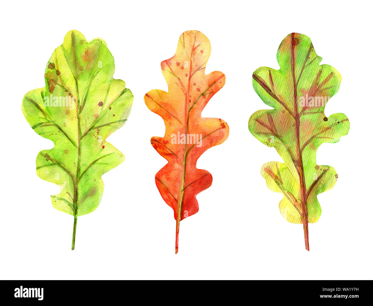 Watercolor autumn set with oak leaves. 3 fallen leaves of green and orange color with drops and splashes. Isolated objects on white background. Elemen Stock Photo