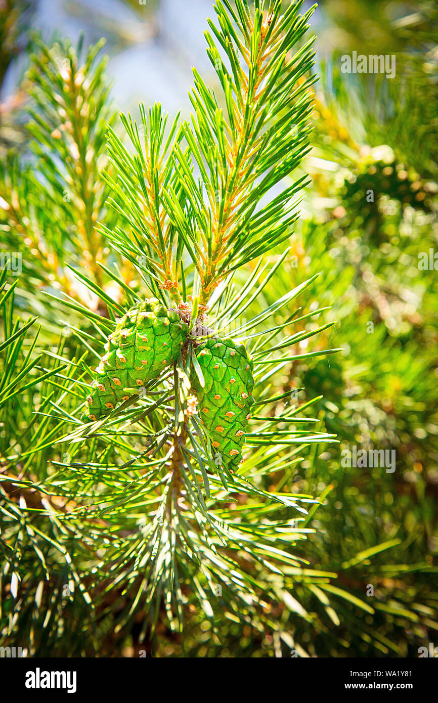 Green cones hang on a pine branch .Texture or background Stock Photo ...