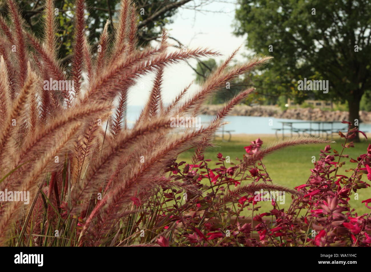 Purple fountain grass in the foreground of this beautiful scenic view of the Lake Michigan shoreline in August of 2019. Stock Photo
