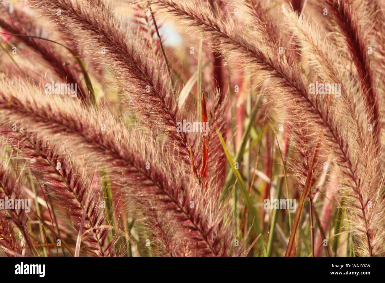 Closeup of gracefully arching purple fountain grass for backgrounds. Stock Photo