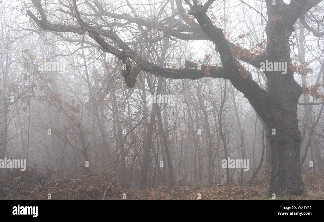 Trees in misty forest in morning. Foggy day Stock Photo - Alamy