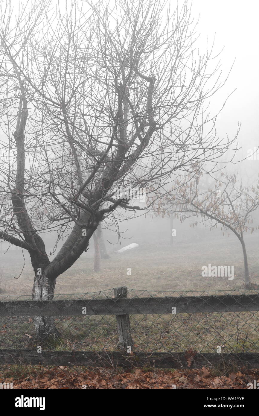Trees in misty forest in morning. Foggy day Stock Photo - Alamy