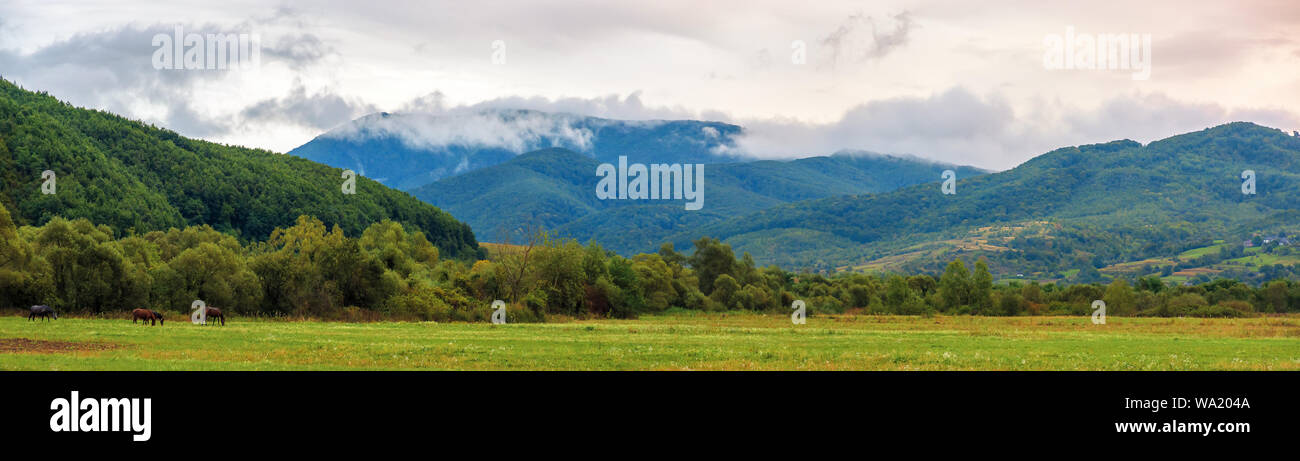 rural panorama in mountains at dawn. agricultural fields in early autumn. overcast rainy weather. traditional carpathian countryside Stock Photo