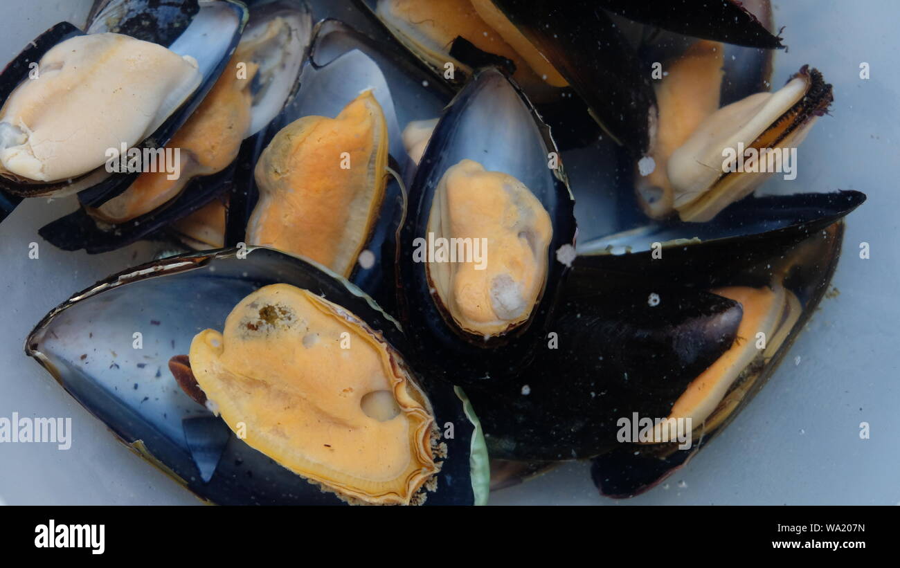 Purging clams in clean water. These ones come from the Argentine coast