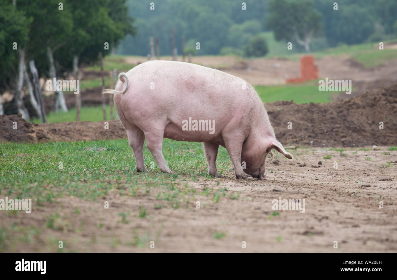 A pig Stock Photo