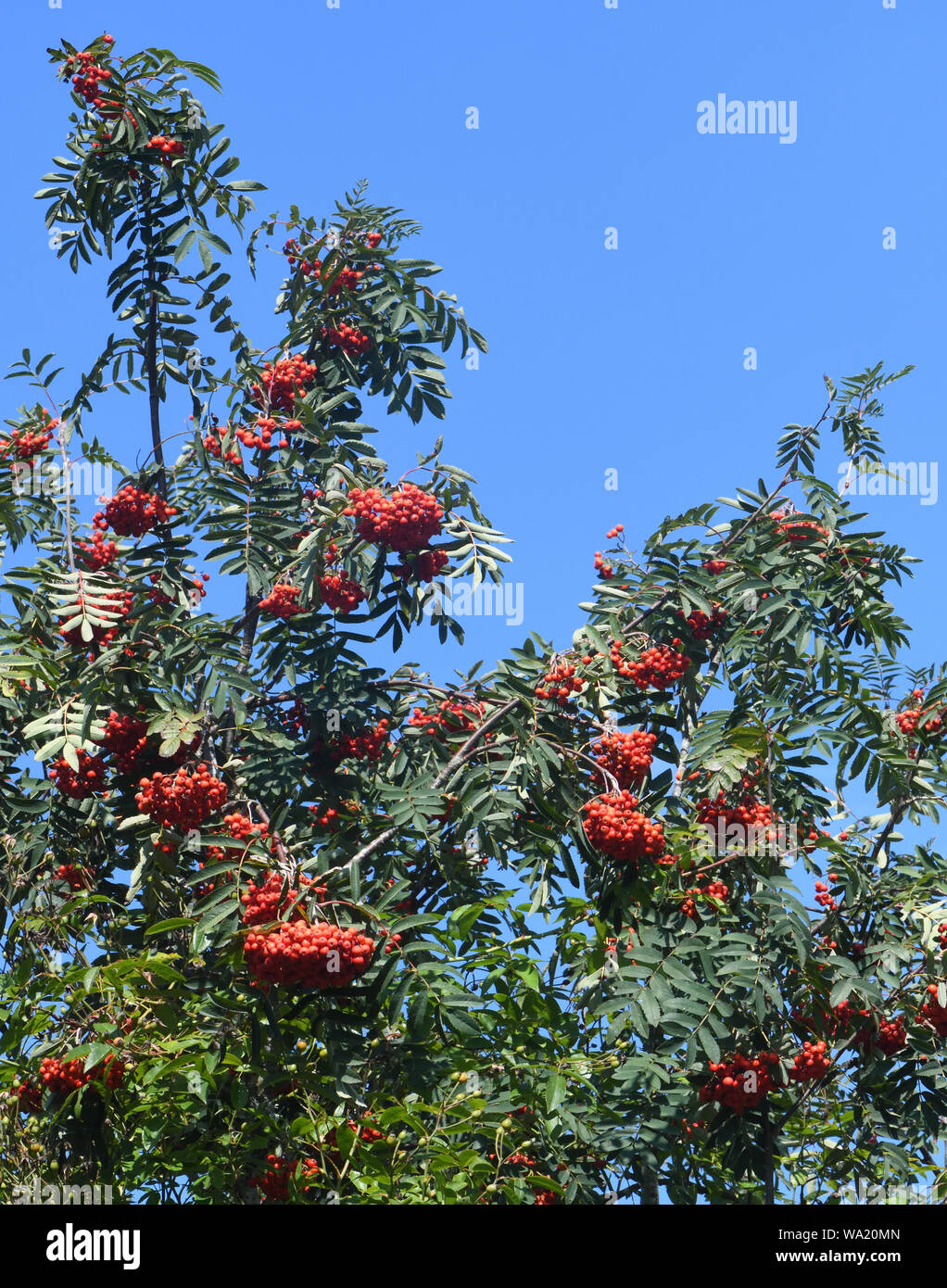 Red berries on a mountain ash or rowan (Sorbus aucuparia) tree in late summer contrast against a bright blue sky. Bedgebury Forest, Kent, UK. Stock Photo