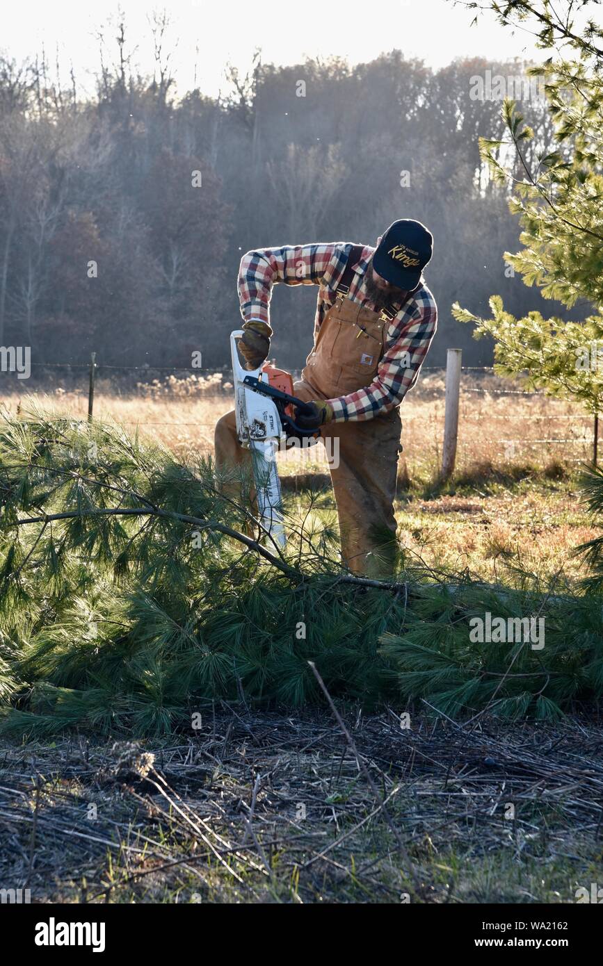 Fit man in overalls cutting pine tree with Stihl chainsaw in late